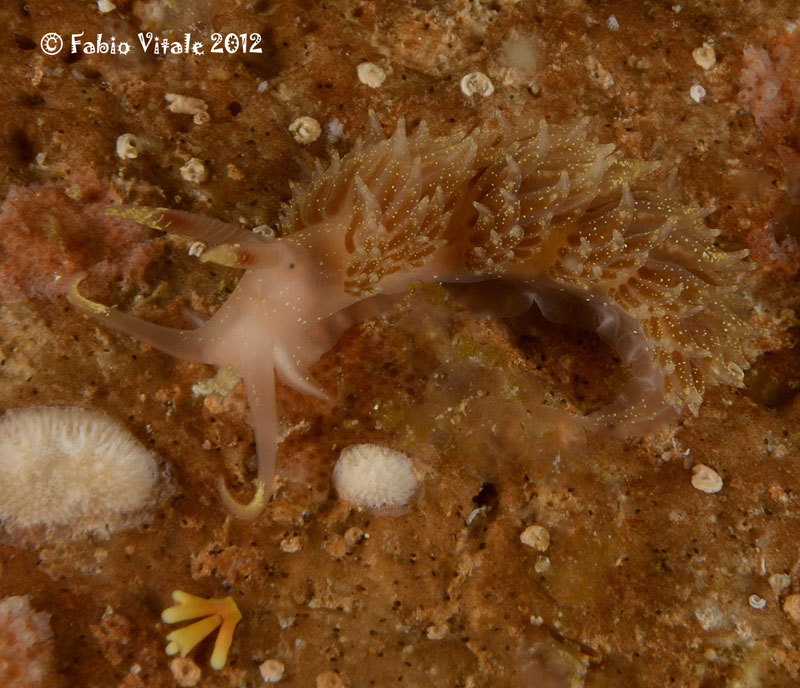 Facelina annulicornis